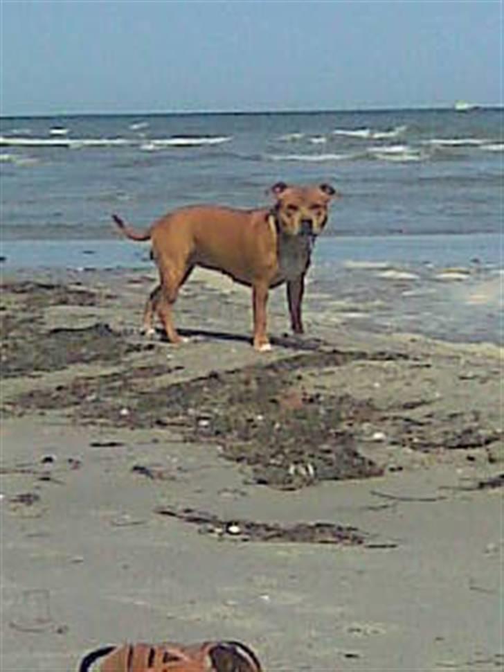 Staffordshire bull terrier Jackie billede 15