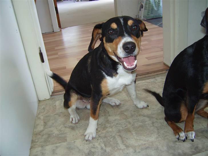 Blanding af racer Beagle/Dansk svensk gårdhund/Fox Terrier Brutus billede 2