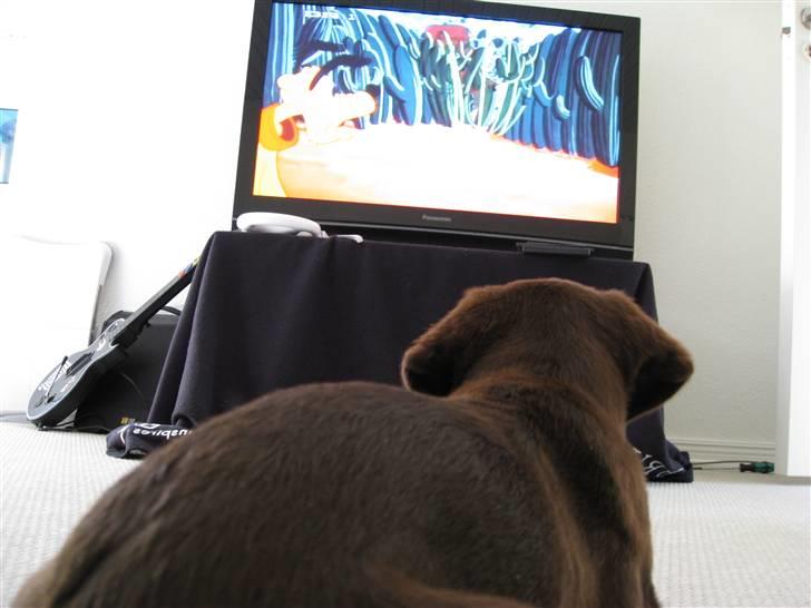 Labrador retriever BOUNTY - Hehe, pluto fanger dens opmaeksomhed meget..  billede 9