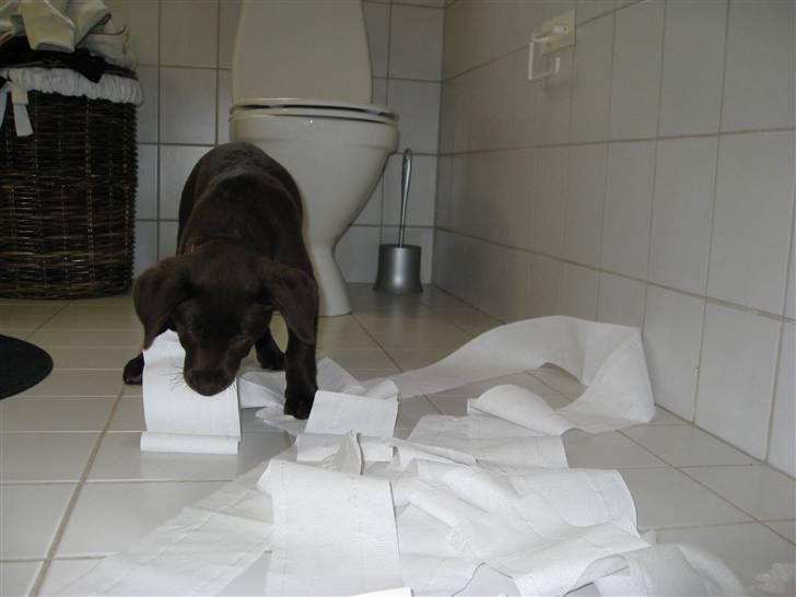 Labrador retriever BOUNTY - hmmmm var det nu ogsaa noedvendigt BOUNTY.... billede 10