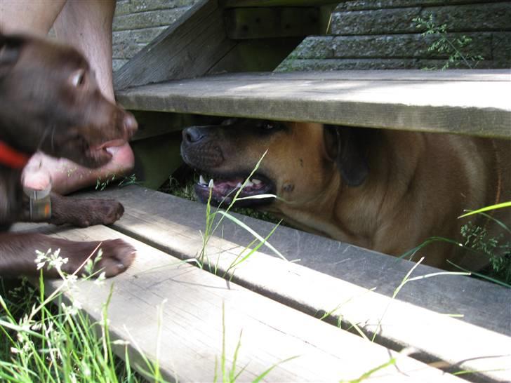 Labrador retriever BOUNTY - Maaske lidt bange for chica billede 11