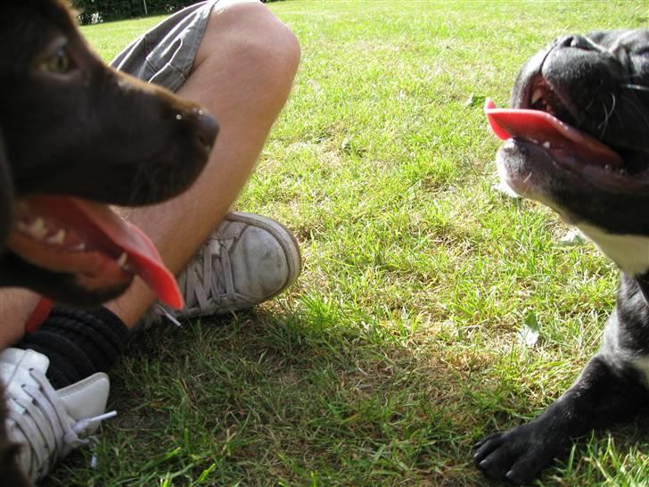 Labrador retriever BOUNTY - Buffy og Bounty  billede 12