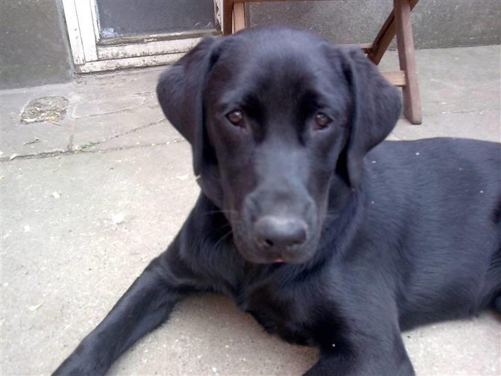 Labrador retriever Molly billede 4