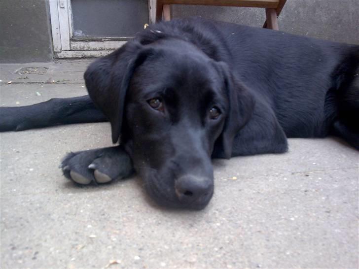 Labrador retriever Molly billede 5