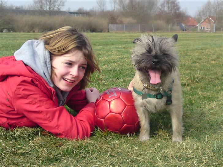 Cairn terrier Fie <3 *VIP* - Velkommen til Fies profil :-) billede 1
