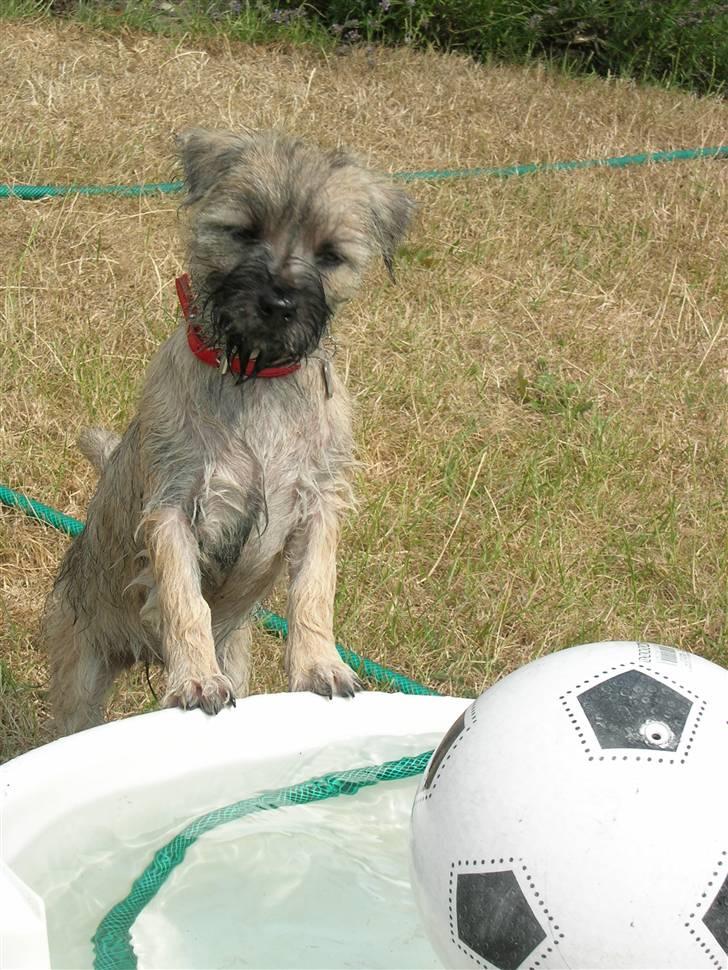 Cairn terrier Fie <3 *VIP* - Fie som hvalp <3 sommeren 2005. Fie på ferie, og ligesom os der var sydpå skulle hun da også have adgang til pool! ;-)  billede 2