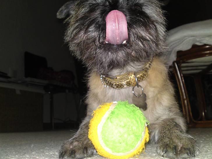 Cairn terrier Fie <3 *VIP* - Fie, december 2008. Charme, selvtillid og lækkert hår!   billede 3