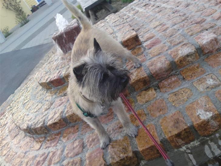 Cairn terrier Fie <3 *VIP* - Bøllen vader i springvandet, sommeren 2008 :-) hvad hun ikke gør for mad.. billede 4