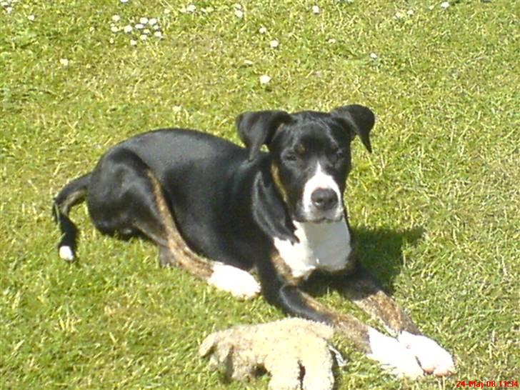 Blanding af racer Diamond - Er jeg ikke fin :-) billede 4