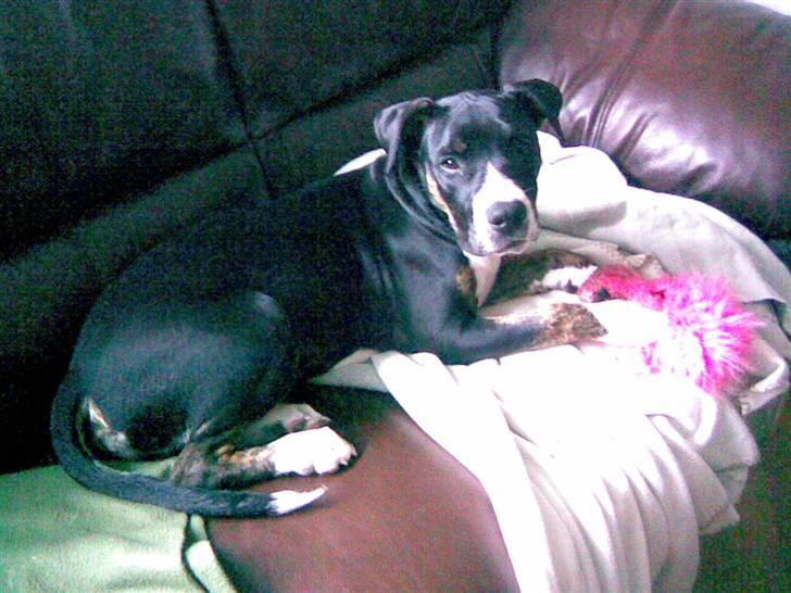 Blanding af racer Diamond - Ja så har jeg lige indtaget sofaen :-D billede 5