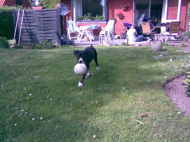 Blanding af racer Diamond - Elsker at spille bold og komme med den igen... billede 6