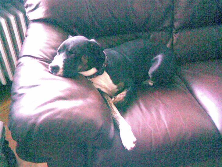 Blanding af racer Diamond - Hold op man bliver træt i den varme.. billede 7