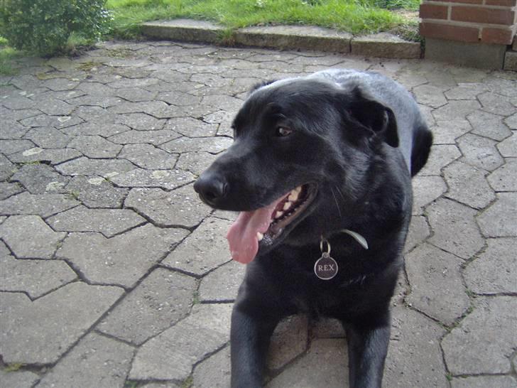 Blanding af racer Rex <3 billede 1