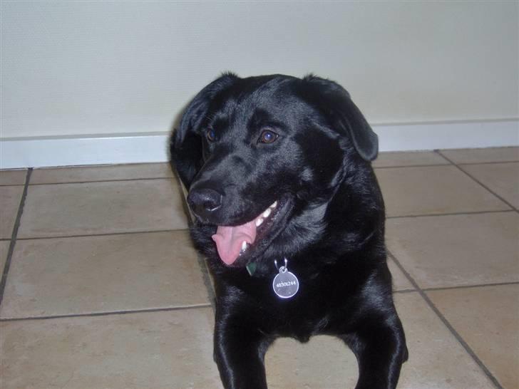 Blanding af racer Rex <3 billede 2