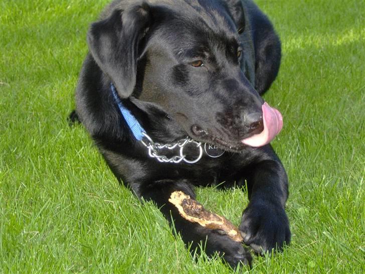 Blanding af racer Rex <3 billede 3