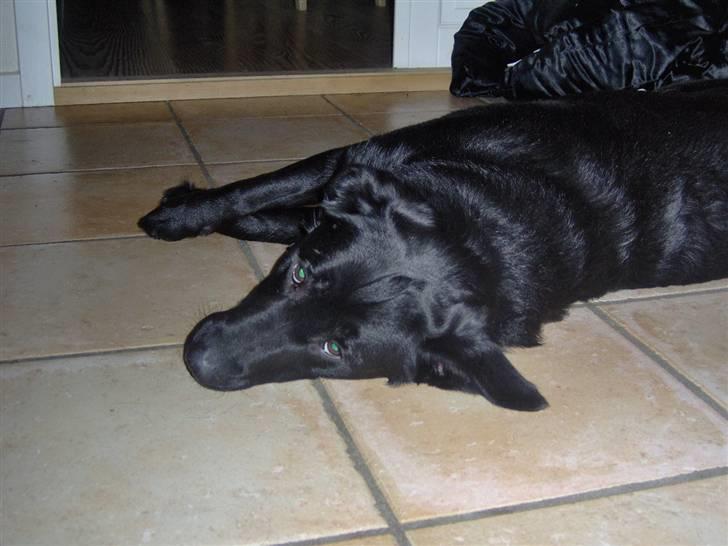 Blanding af racer Rex <3 billede 4