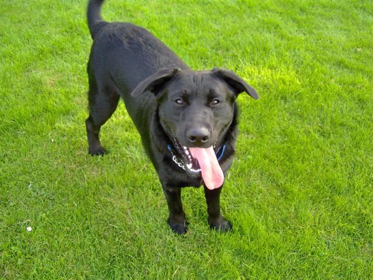 Blanding af racer Rex <3 billede 5