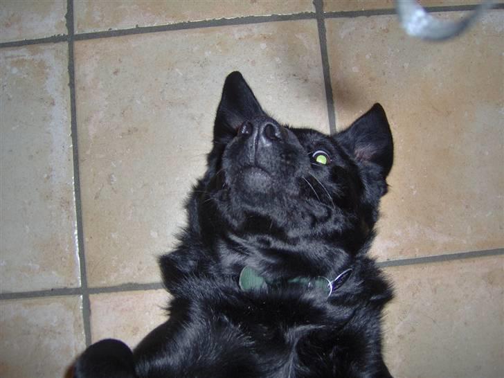 Blanding af racer Rex <3 billede 6