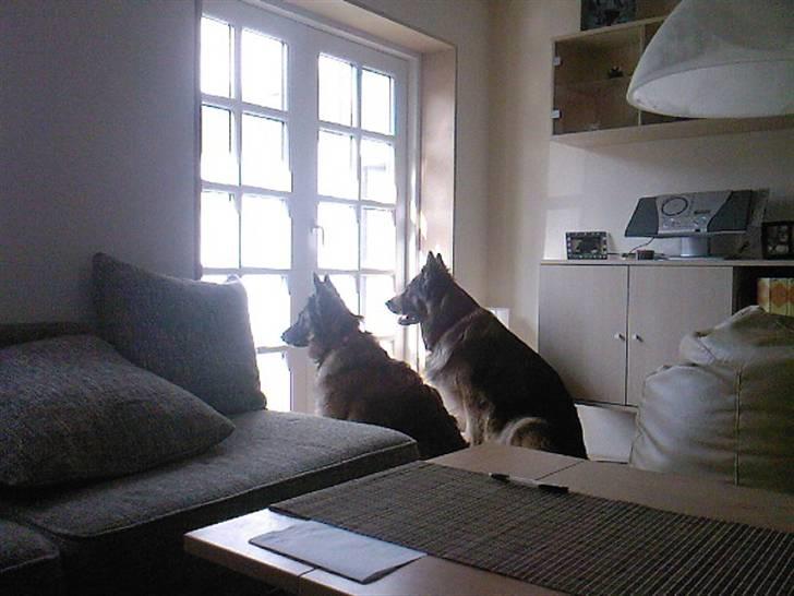 Schæferhund uptown ingeborg billede 11