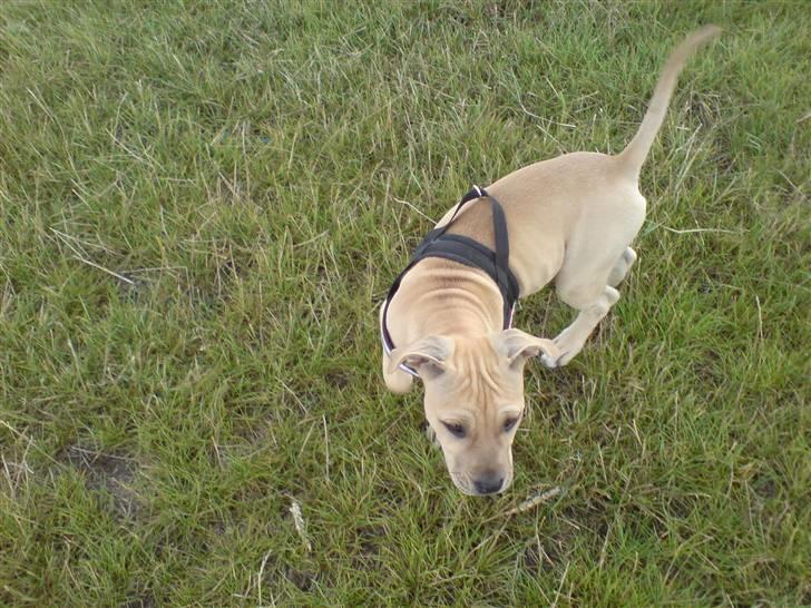 Blanding af racer Nellie billede 1