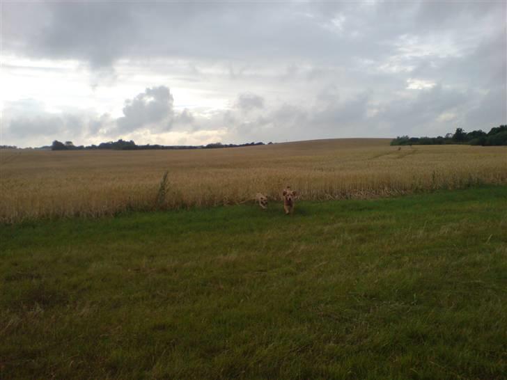 Blanding af racer Nellie billede 2