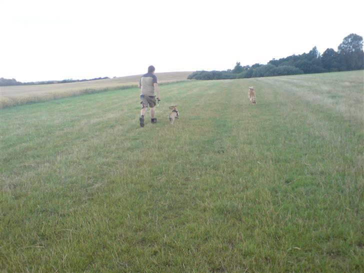 Blanding af racer Nellie billede 3