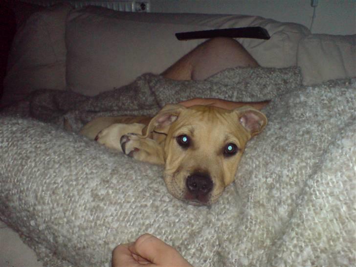 Blanding af racer Nellie billede 4