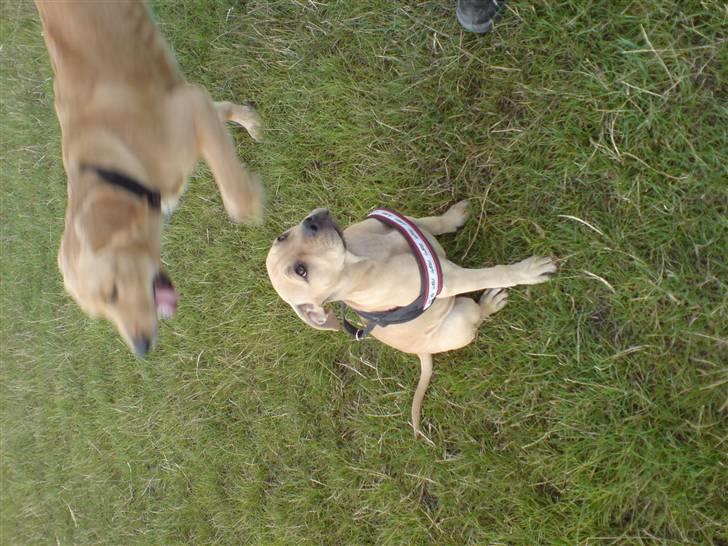 Blanding af racer Nellie billede 5