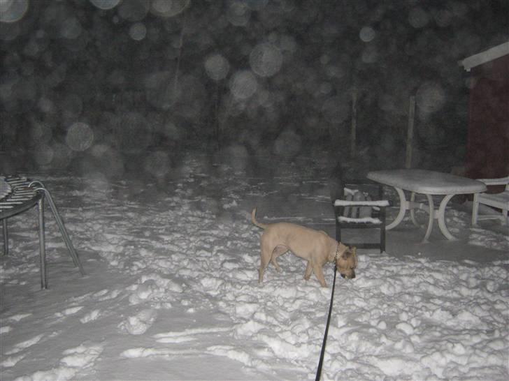 Blanding af racer Nellie billede 6