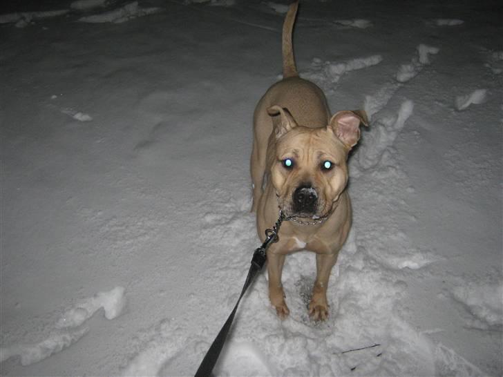 Blanding af racer Nellie billede 7