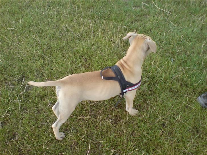 Blanding af racer Nellie billede 8