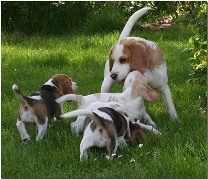 Beagle Gambey - Jeg er blevet "farmand" og leger her med mine 4 hvalpe!  billede 4