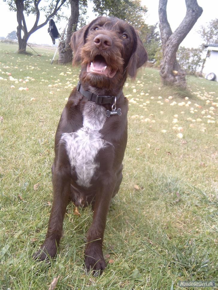 Blanding af racer | HERMAN. - Velkommen til Hermans profil tak fordi du kiggede forbi:D Syn´s du jeg ser sød nok ud, moar?? billede 1