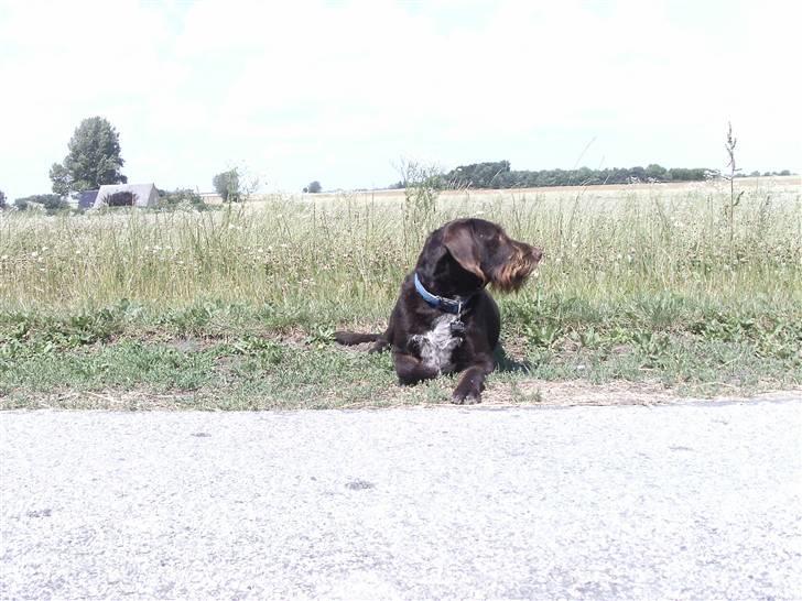 Blanding af racer | HERMAN. - Hygge i vejkanten :´D billede 2