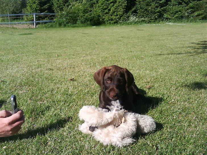 Blanding af racer | HERMAN. - Herman 9 uger billede 4