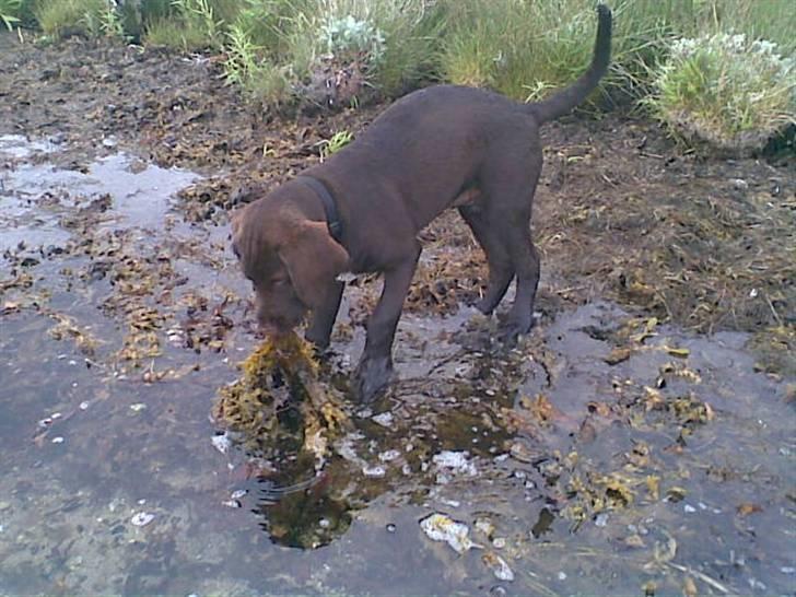 Blanding af racer | HERMAN. - Herman 6 måneder. billede 5
