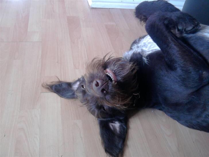 Blanding af racer | HERMAN. - Smile to you´re life :´D billede 6