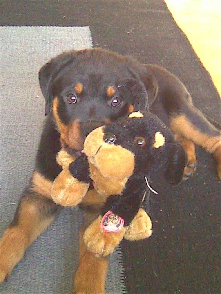Rottweiler Kenja billede 1