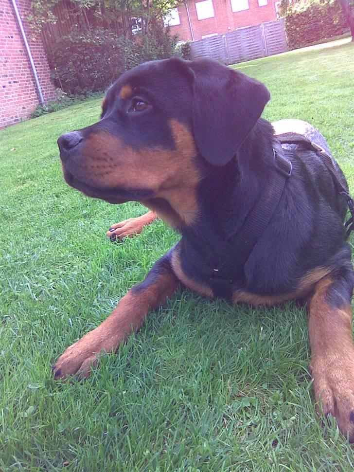 Rottweiler Kenja billede 2