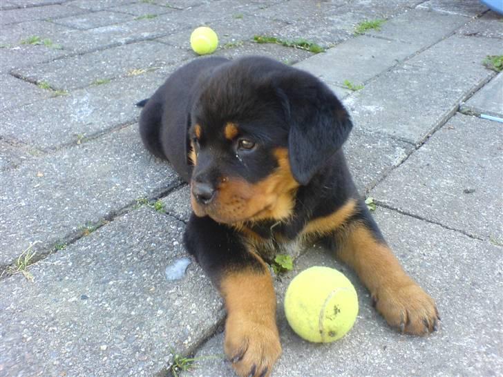 Rottweiler Kenja billede 3