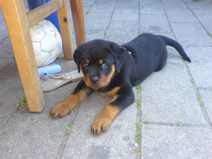 Rottweiler Kenja billede 4