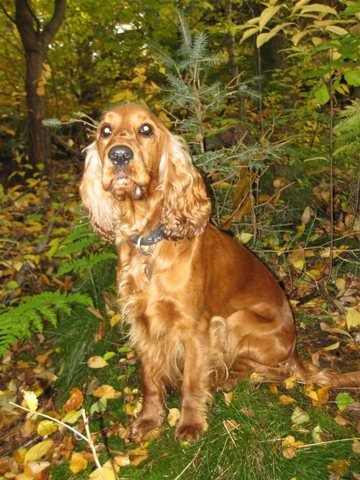 Cocker spaniel <3 Kit <3 billede 11