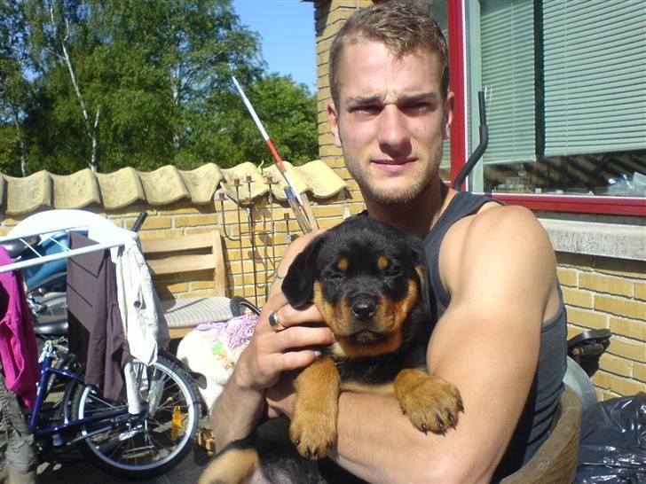 Rottweiler Kenja billede 5