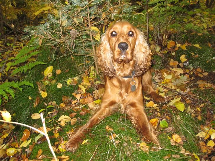 Cocker spaniel <3 Kit <3 - Jeg er bare SÅ klar... billede 12