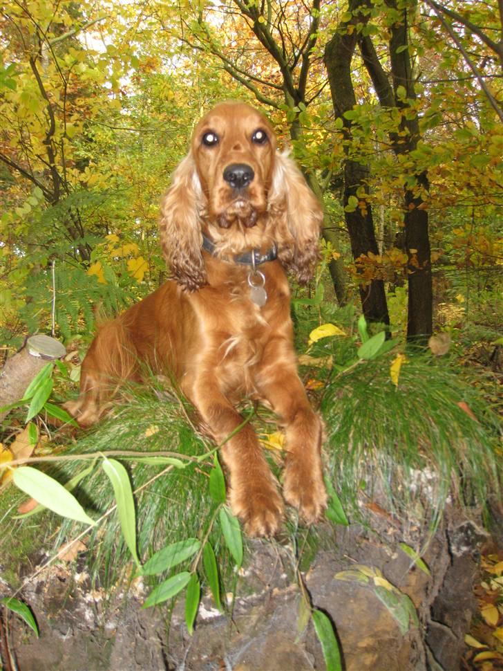 Cocker spaniel <3 Kit <3 - God udsigt over skoven....holder lige øje med om der er nogle fugle der skal jagtes ;) billede 13
