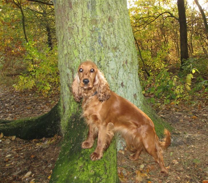 Cocker spaniel <3 Kit <3 - Mor sige "stille" og så står jeg stille....for så får jeg nemlig en godbid bagefter ;) billede 14
