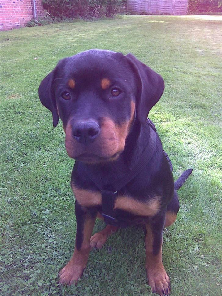 Rottweiler Kenja billede 6