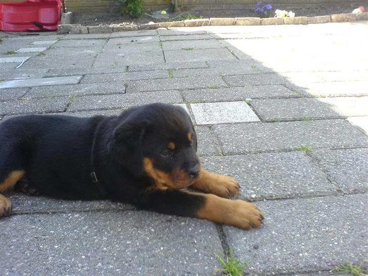 Rottweiler Kenja billede 7