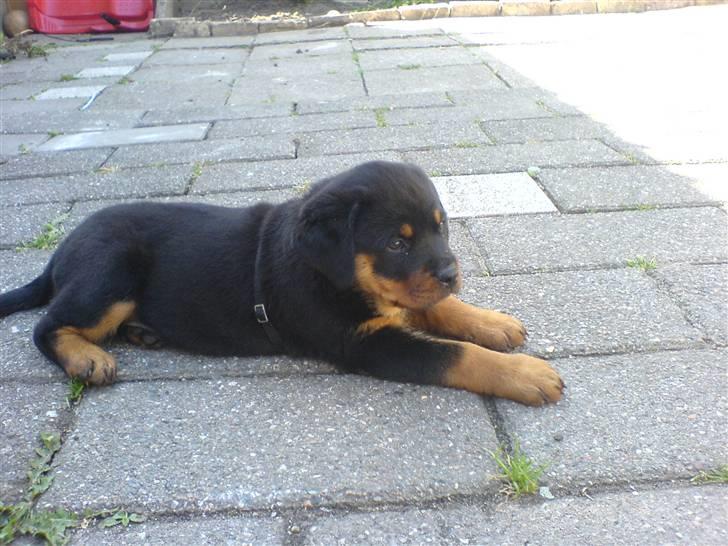 Rottweiler Kenja billede 8