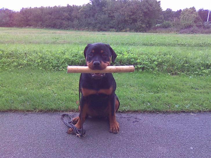 Rottweiler Kenja billede 9
